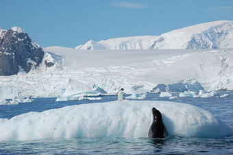 Book your tour to Antarctica today! 