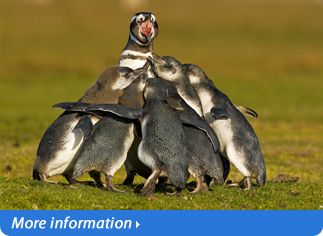 TOURS TO PUERTO MADRYN 