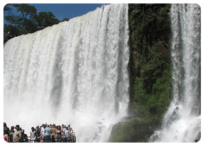 Flora and Fauna - Iguazu Falls