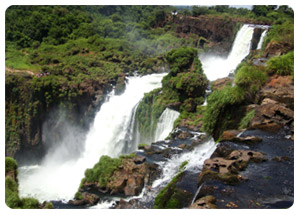 iguazu falls tours - Flora and Fauna - travel iguazu falls