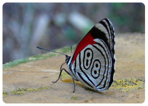 iguazu falls tours - Flora and Fauna - travel iguazu falls