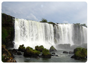 iguazu falls tours - Flora and Fauna - travel iguazu falls