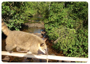 Flora and Fauna - Iguazu Falls