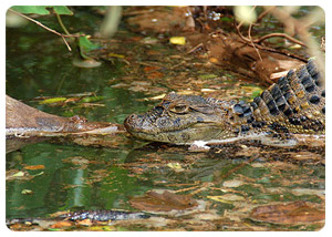 iguazu falls tours - Flora and Fauna - travel iguazu falls