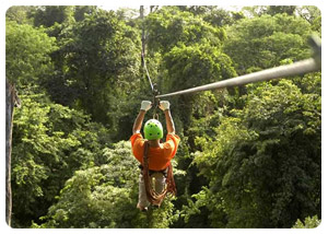 iguazu falls tours - Flora and Fauna - travel iguazu falls