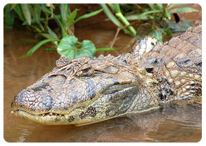 Flora and Fauna - Iguazu Falls