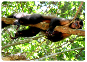 iguazu falls tours - Flora and Fauna - travel iguazu falls