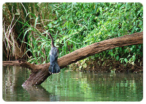 iguazu falls tours - Flora and Fauna - travel iguazu falls