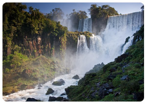 iguazu falls tours - Flora and Fauna - travel iguazu falls