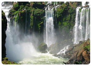 Flora and Fauna - Iguazu Falls