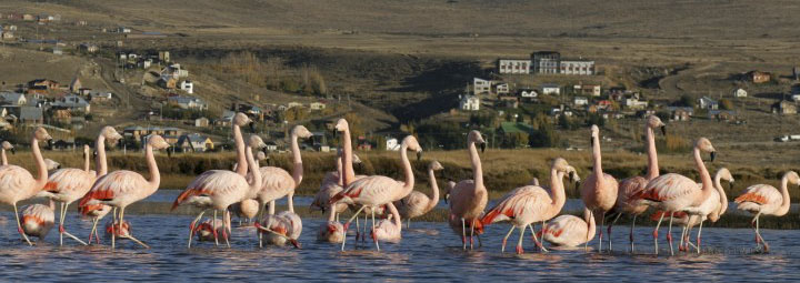 El calafate