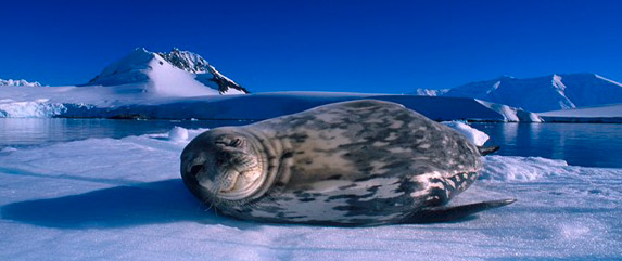 Antarctica argentina