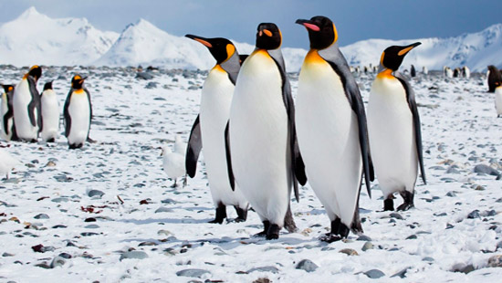 Antarctica Voyage tours