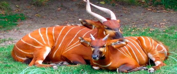 zoo Buenos Aires