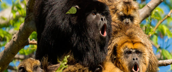 zoo Buenos Aires