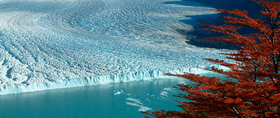 El calafate argentina