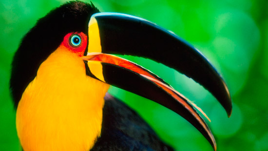 parrots in Iguazu falls tours