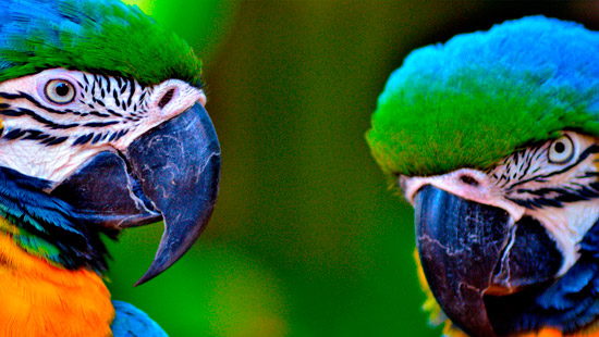 Visit iguazu falls