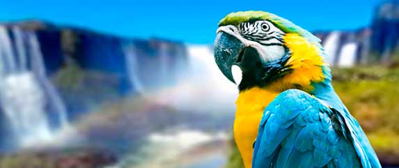 Parrot in iguazu falls