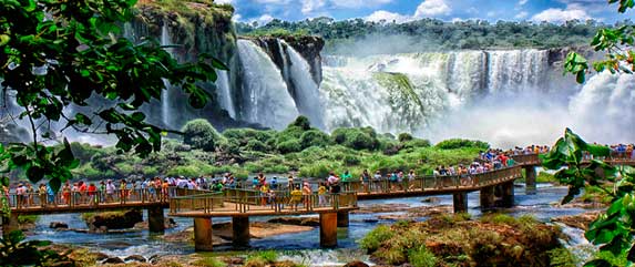 Parrots in iguazu falls