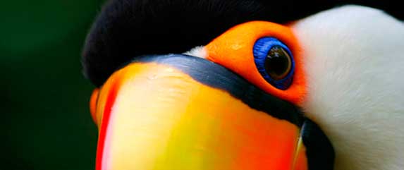 Parrots in iguazu falls