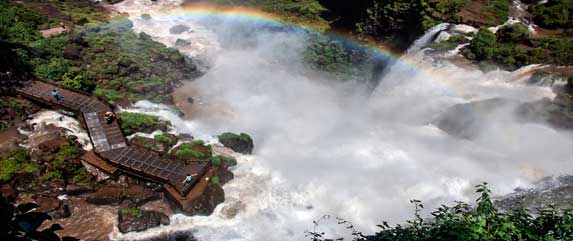 Parrots in iguazu falls