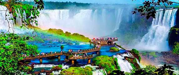 Parrot in iguazu falls