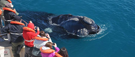 whales in puerto madryn