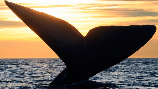 Puerto madryn whales