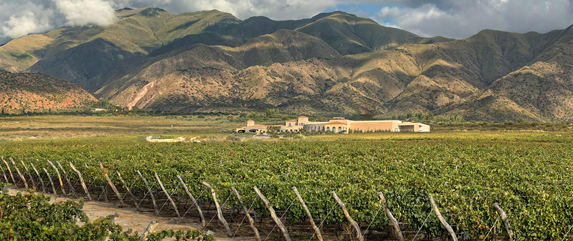 Viñedos cafayate