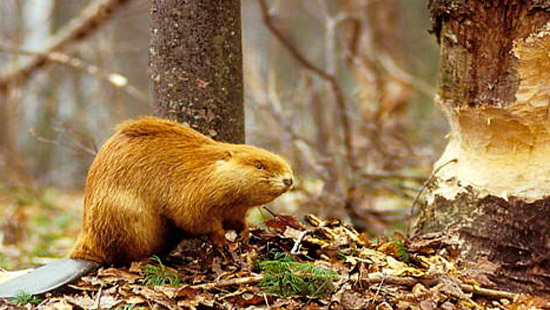 DINNER WITH BEAVERS