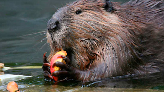 beavers