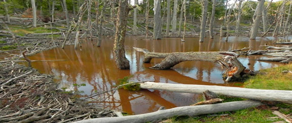 beavers in patagonia argentina