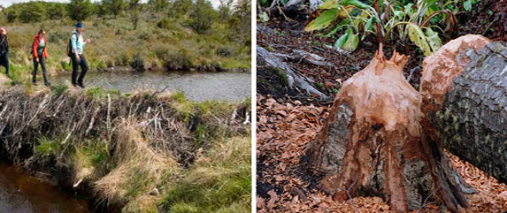 beavers in ushuaia