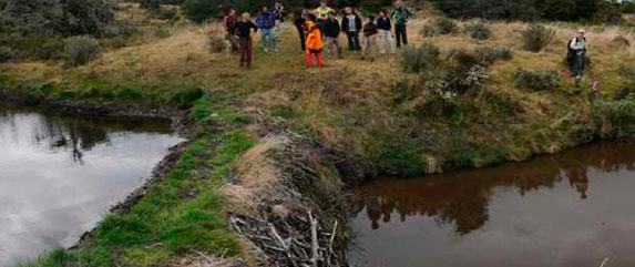 Visit beavers in ushuaia