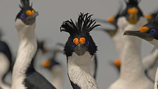 boat To Harberton Ranch pinguins