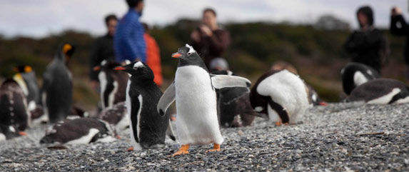 pinguins in ushuaia