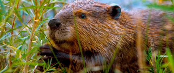 beavers in ushuahia 