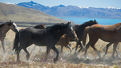 El Calafate horses