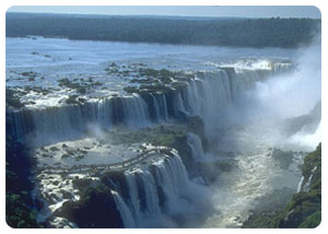 Flora and Fauna - Iguazu Falls