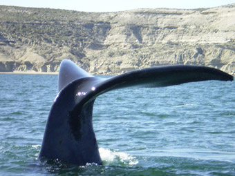 Explore nature in Puerto Madryn!