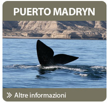 Puerto Madryn, il paradiso delle balene e la e la terra di mezzo milione di pinguini!