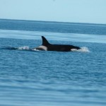 Las Grutas, Beaches of Patagonia