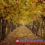 Mendoza autumn