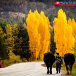 Patagonia autumn