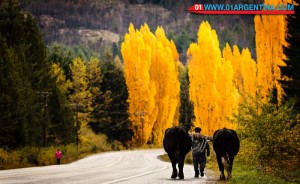 Patagonia autumn