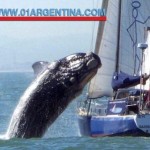 whale in Uruguay