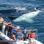 whale in Uruguay