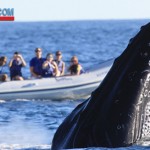 whale in Uruguay