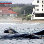 whale in Uruguay